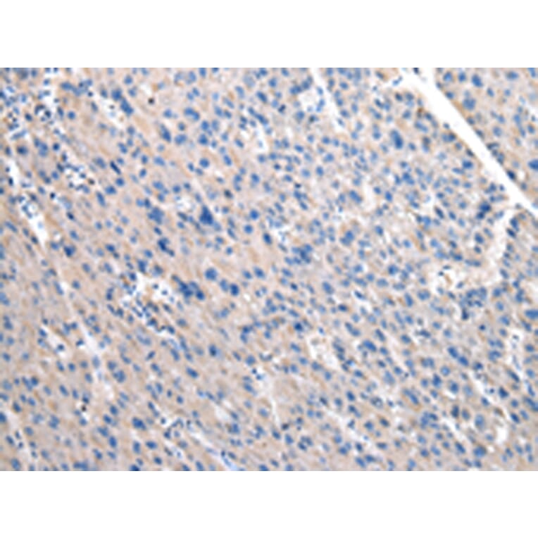 Immunohistochemistry - OAT Antibody from Signalway Antibody (43049) - Antibodies.com