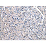 Immunohistochemistry - OAT Antibody from Signalway Antibody (43049) - Antibodies.com