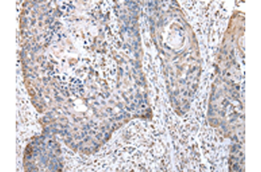 Immunohistochemistry - OAT Antibody from Signalway Antibody (43049) - Antibodies.com