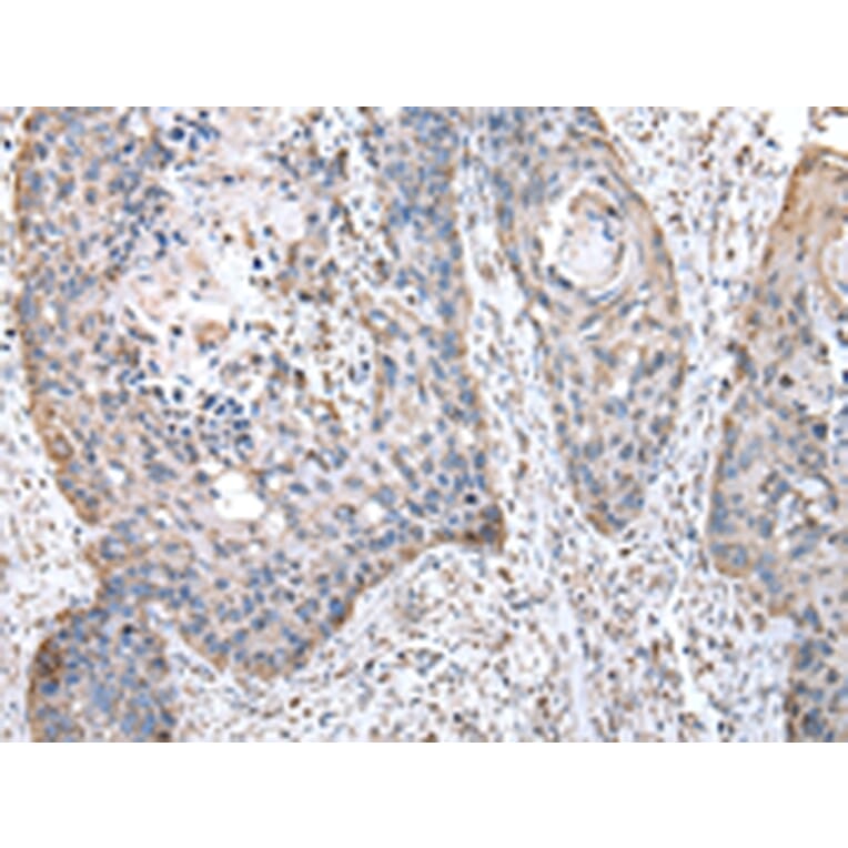 Immunohistochemistry - OAT Antibody from Signalway Antibody (43049) - Antibodies.com