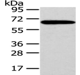 SF1 Antibody from Signalway Antibody (43060) - Antibodies.com