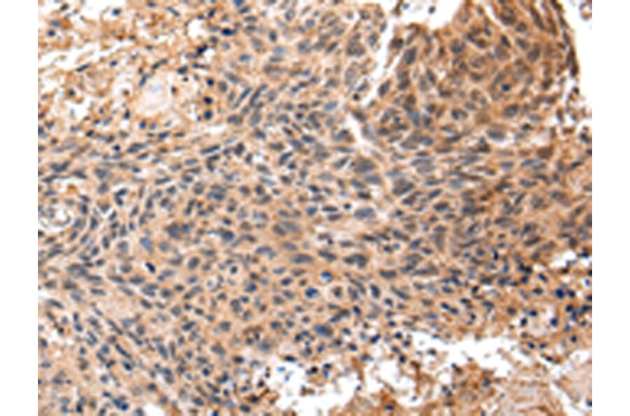 Immunohistochemistry - SF1 Antibody from Signalway Antibody (43060) - Antibodies.com