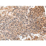 Immunohistochemistry - SF1 Antibody from Signalway Antibody (43060) - Antibodies.com