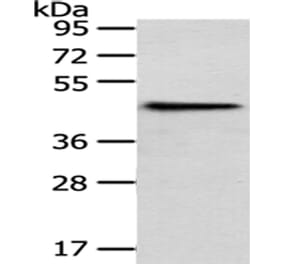 HPD Antibody from Signalway Antibody (43066) - Antibodies.com