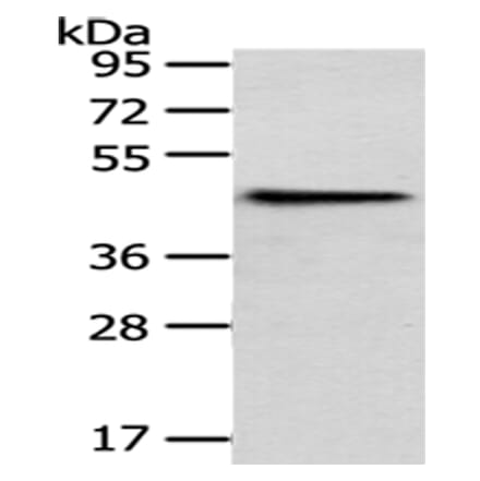 HPD Antibody from Signalway Antibody (43066) - Antibodies.com