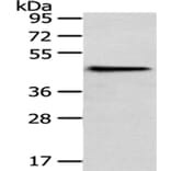 HPD Antibody from Signalway Antibody (43066) - Antibodies.com
