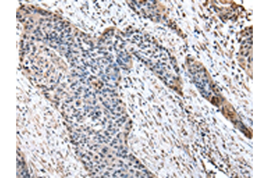 Immunohistochemistry - HPD Antibody from Signalway Antibody (43066) - Antibodies.com