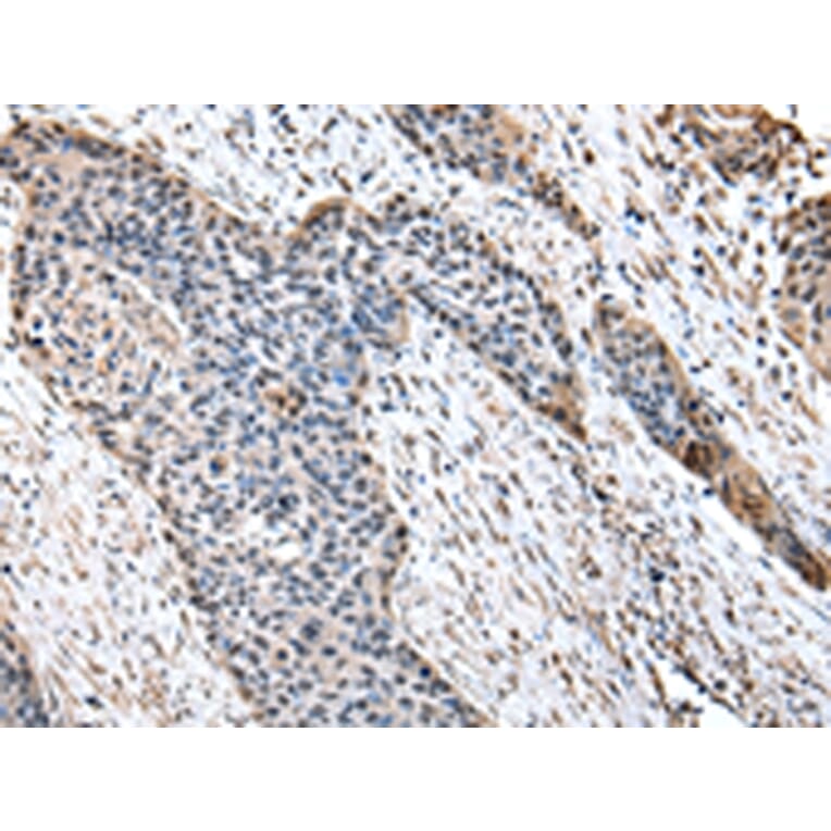 Immunohistochemistry - HPD Antibody from Signalway Antibody (43066) - Antibodies.com