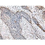 Immunohistochemistry - HPD Antibody from Signalway Antibody (43066) - Antibodies.com