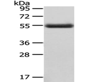 CPM Antibody from Signalway Antibody (43071) - Antibodies.com