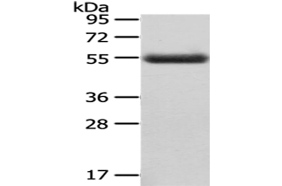 CPM Antibody from Signalway Antibody (43071) - Antibodies.com