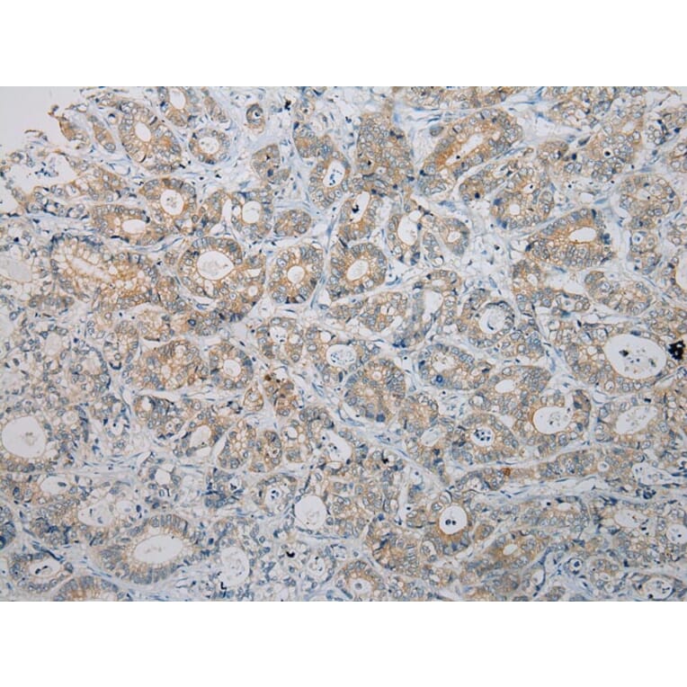 Immunohistochemistry - HGD Antibody from Signalway Antibody (43078) - Antibodies.com