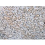 Immunohistochemistry - HGD Antibody from Signalway Antibody (43078) - Antibodies.com