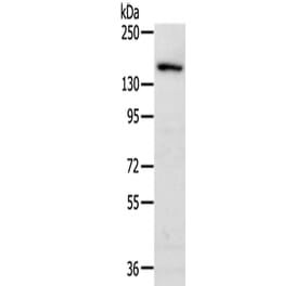 MET Antibody from Signalway Antibody (43106) - Antibodies.com