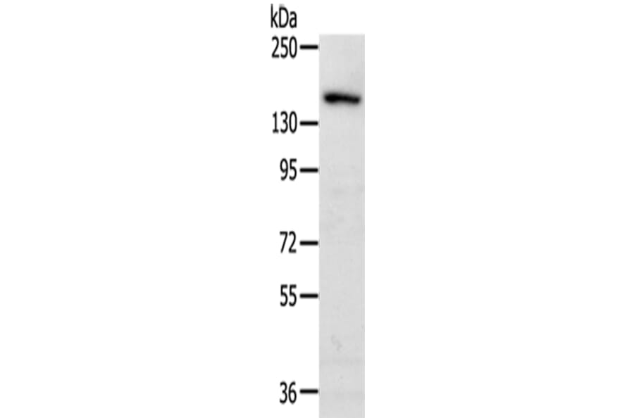 MET Antibody from Signalway Antibody (43106) - Antibodies.com