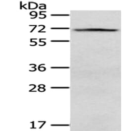 VGF Antibody from Signalway Antibody (43180) - Antibodies.com