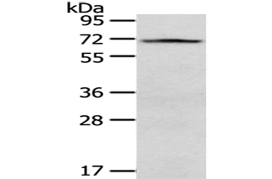VGF Antibody from Signalway Antibody (43180) - Antibodies.com