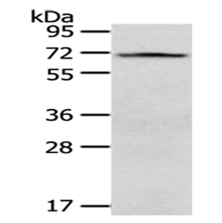 VGF Antibody from Signalway Antibody (43180) - Antibodies.com