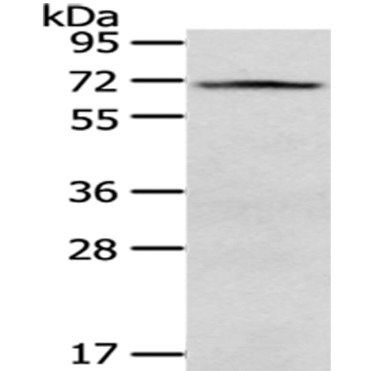 VGF Antibody from Signalway Antibody (43180) - Antibodies.com