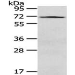 VGF Antibody from Signalway Antibody (43180) - Antibodies.com