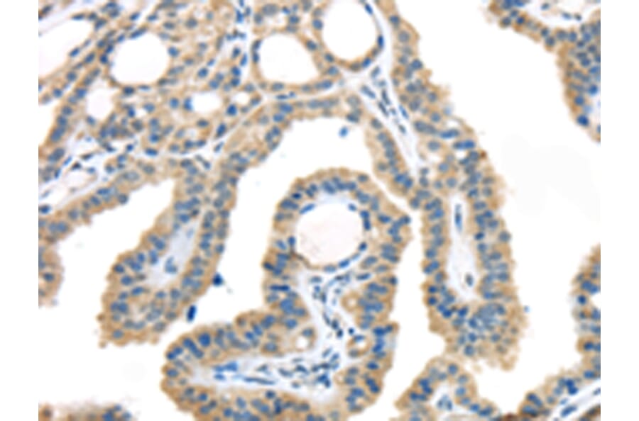 Immunohistochemistry - VGF Antibody from Signalway Antibody (43180) - Antibodies.com
