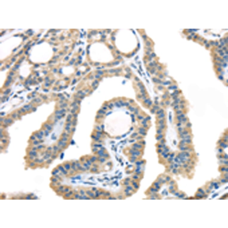 Immunohistochemistry - VGF Antibody from Signalway Antibody (43180) - Antibodies.com