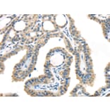 Immunohistochemistry - VGF Antibody from Signalway Antibody (43180) - Antibodies.com