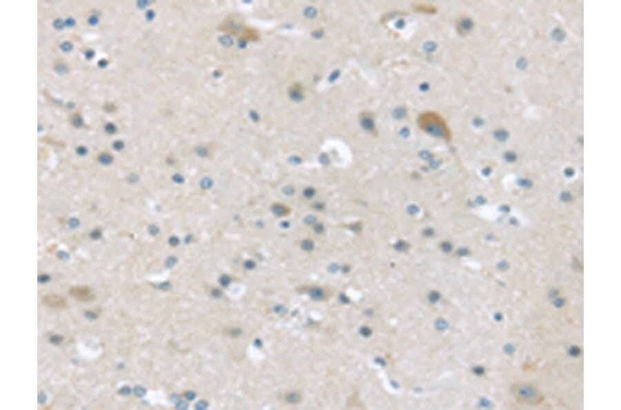 Immunohistochemistry - VGF Antibody from Signalway Antibody (43180) - Antibodies.com