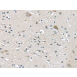 Immunohistochemistry - VGF Antibody from Signalway Antibody (43180) - Antibodies.com