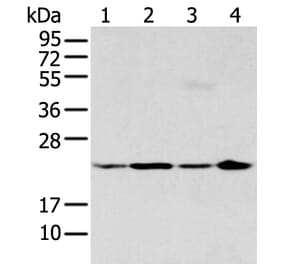 BMF Antibody from Signalway Antibody (43281) - Antibodies.com