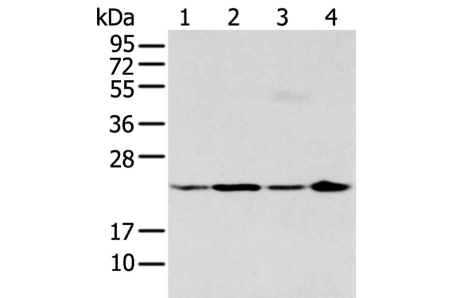 BMF Antibody from Signalway Antibody (43281) - Antibodies.com
