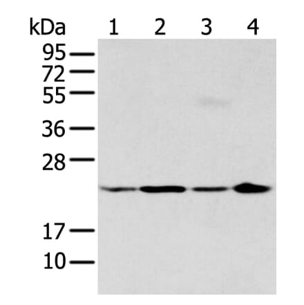 BMF Antibody from Signalway Antibody (43281) - Antibodies.com