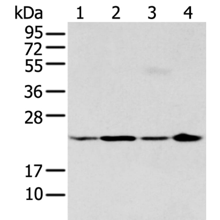 BMF Antibody from Signalway Antibody (43281) - Antibodies.com