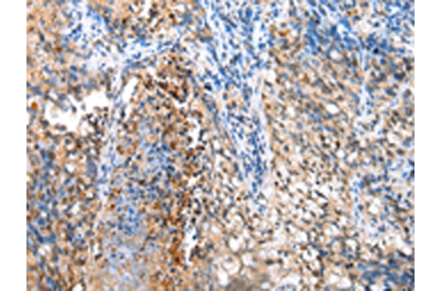Immunohistochemistry - BMF Antibody from Signalway Antibody (43281) - Antibodies.com