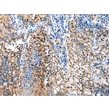 Immunohistochemistry - BMF Antibody from Signalway Antibody (43281) - Antibodies.com