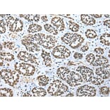 Immunohistochemistry - TBP Antibody from Signalway Antibody (43335) - Antibodies.com