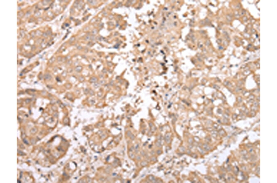 Immunohistochemistry - NDP Antibody from Signalway Antibody (43361) - Antibodies.com