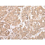 Immunohistochemistry - NDP Antibody from Signalway Antibody (43361) - Antibodies.com