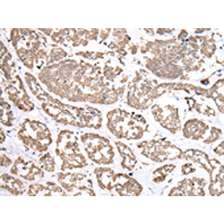 Immunohistochemistry - NDP Antibody from Signalway Antibody (43361) - Antibodies.com