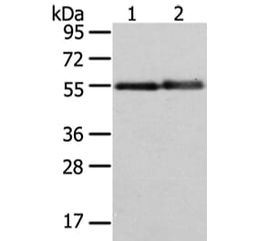 XK Antibody from Signalway Antibody (43438) - Antibodies.com