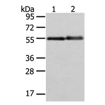 XK Antibody from Signalway Antibody (43438) - Antibodies.com