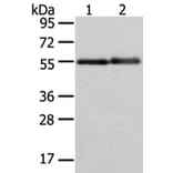 XK Antibody from Signalway Antibody (43438) - Antibodies.com