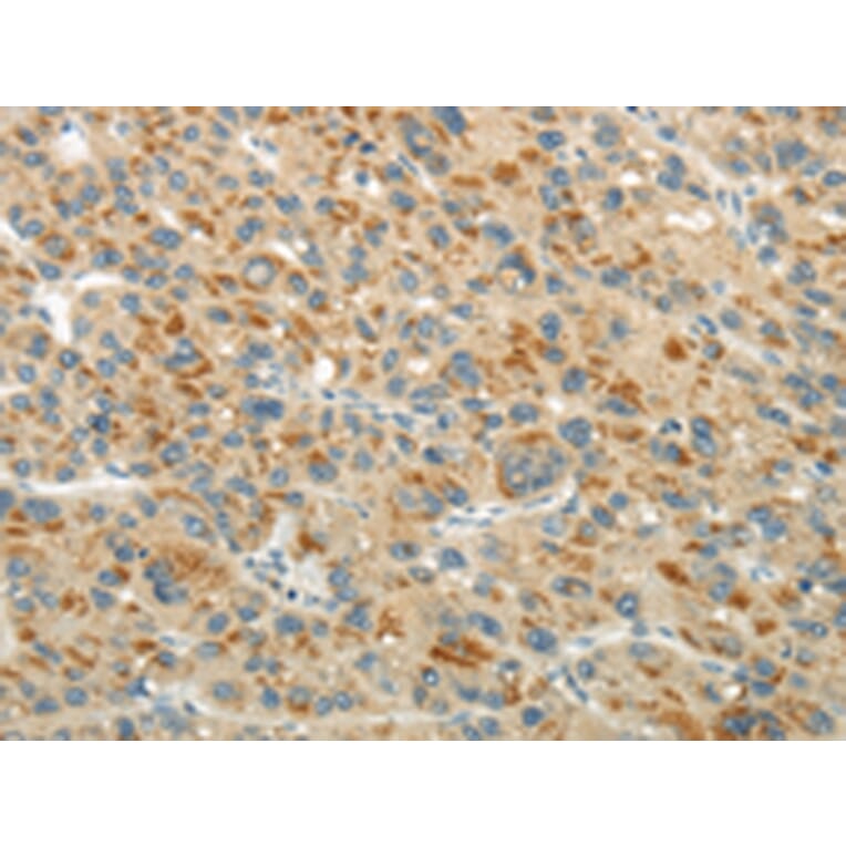 Immunohistochemistry - XK Antibody from Signalway Antibody (43438) - Antibodies.com