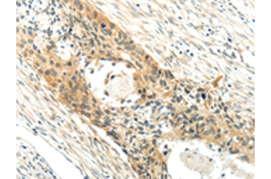 Immunohistochemistry - XK Antibody from Signalway Antibody (43438) - Antibodies.com