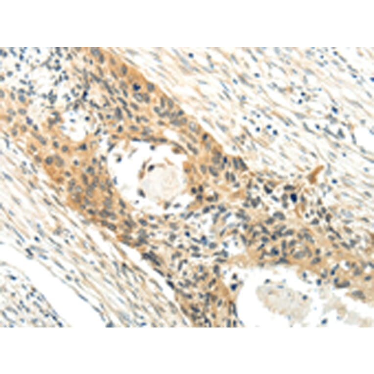 Immunohistochemistry - XK Antibody from Signalway Antibody (43438) - Antibodies.com