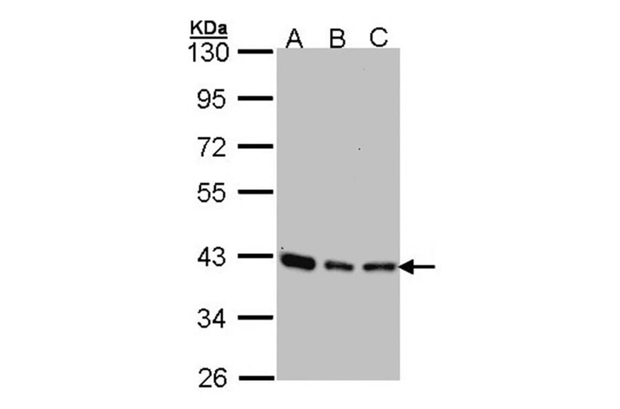 SEC13 protein isoform 1 antibody from Signalway Antibody (22162) - Antibodies.com