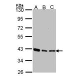 SEC13 protein isoform 1 antibody from Signalway Antibody (22162) - Antibodies.com