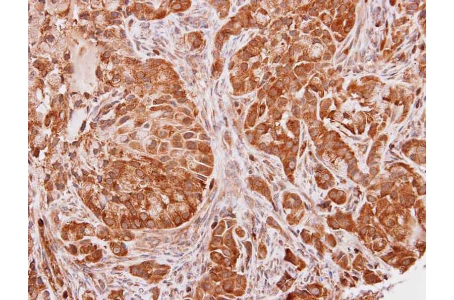 Immunohistochemistry - SEC13 protein isoform 1 antibody from Signalway Antibody (22162) - Antibodies.com