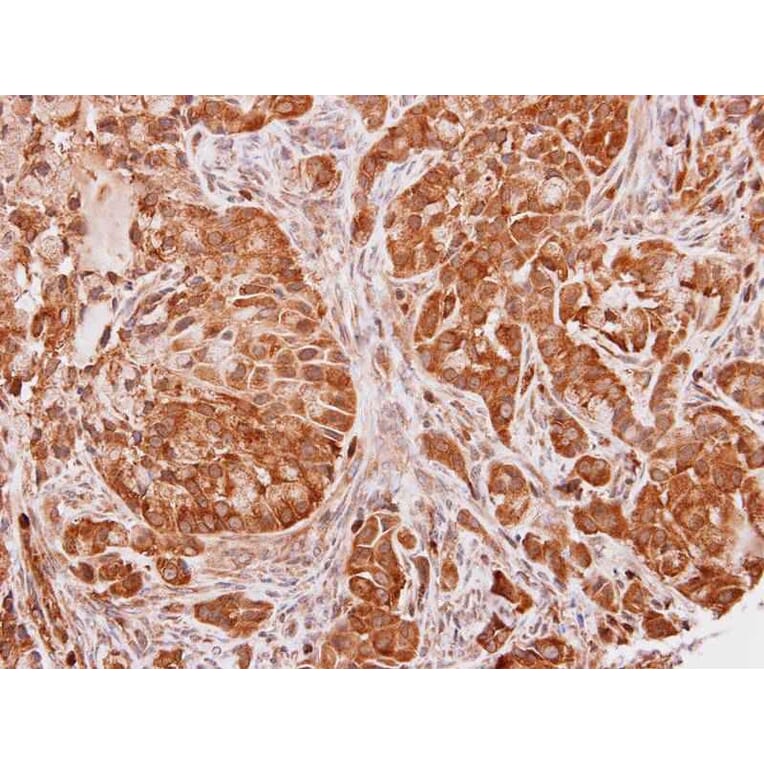 Immunohistochemistry - SEC13 protein isoform 1 antibody from Signalway Antibody (22162) - Antibodies.com