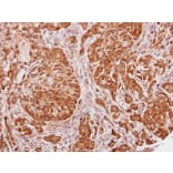 Immunohistochemistry - SEC13 protein isoform 1 antibody from Signalway Antibody (22162) - Antibodies.com
